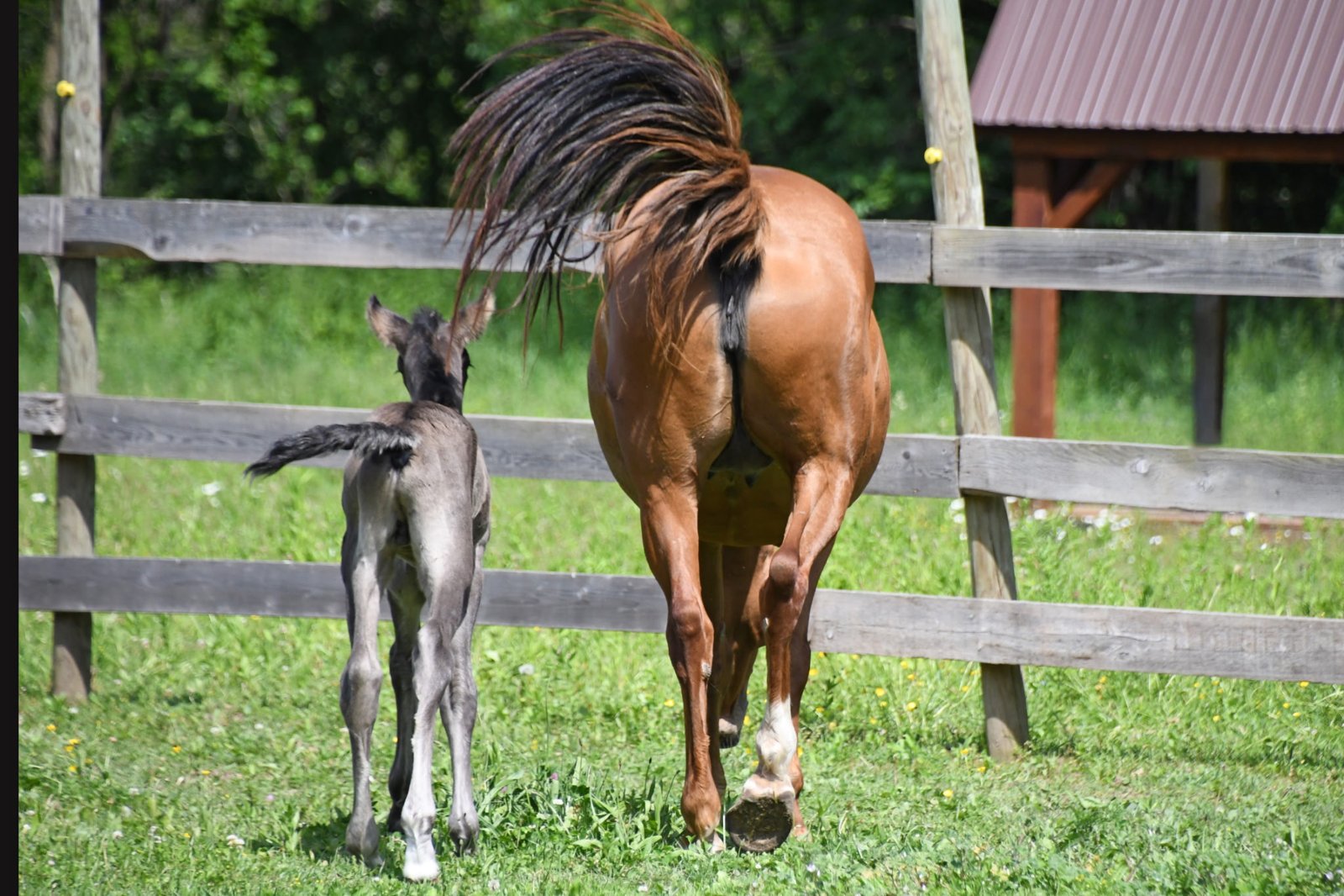 Photo of surprise colt Huckleberry Finn at Mustang Valley Sanctuary