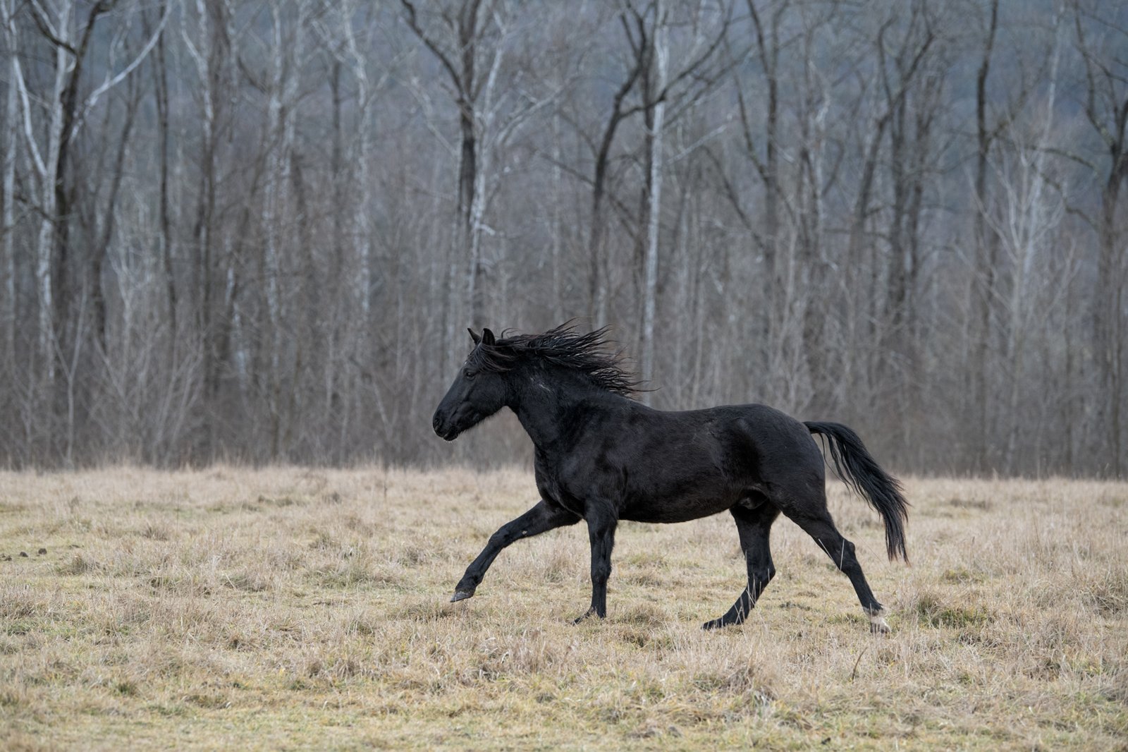 Mustang Running