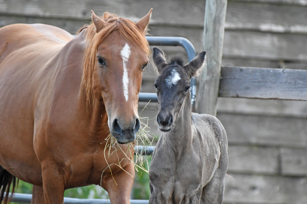 Photo of surprise colt Huckleberry Finn at Mustang Valley Sanctuary