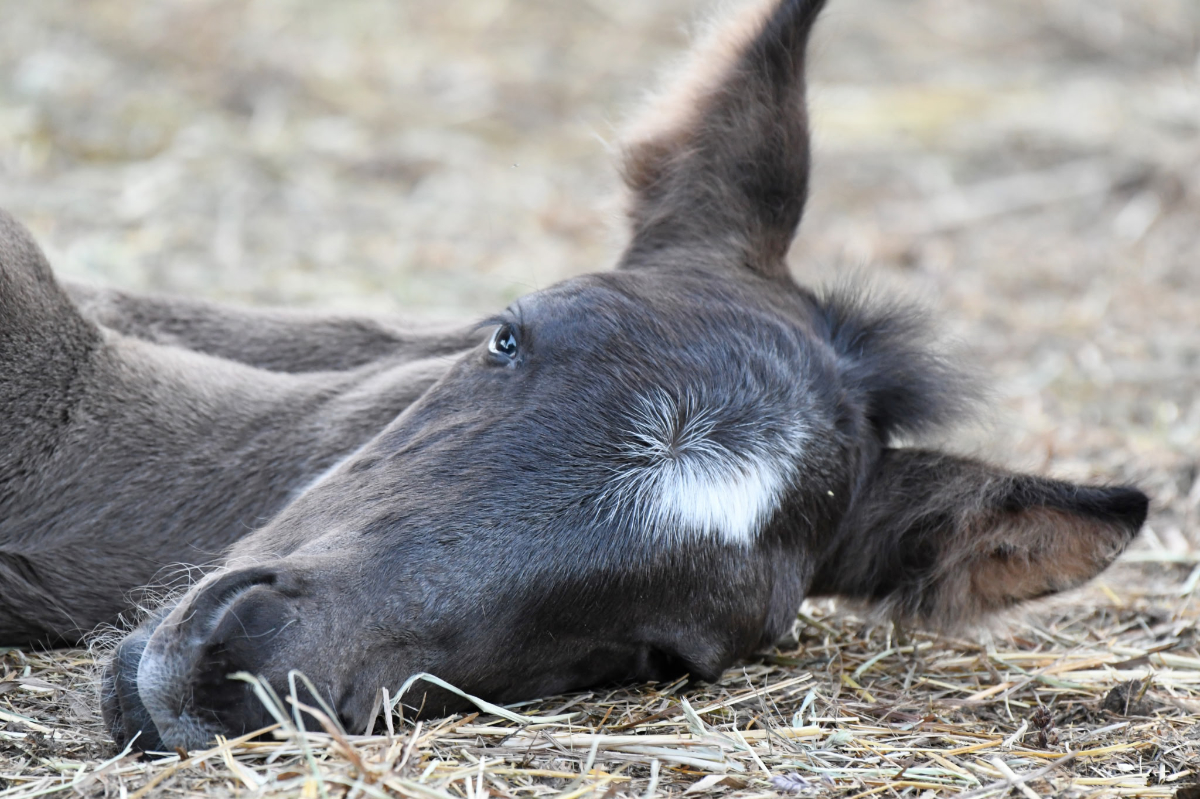 Photo of surprise colt Huckleberry Finn at Mustang Valley Sanctuary