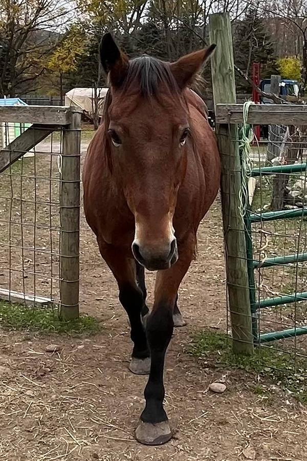 photo of Coco