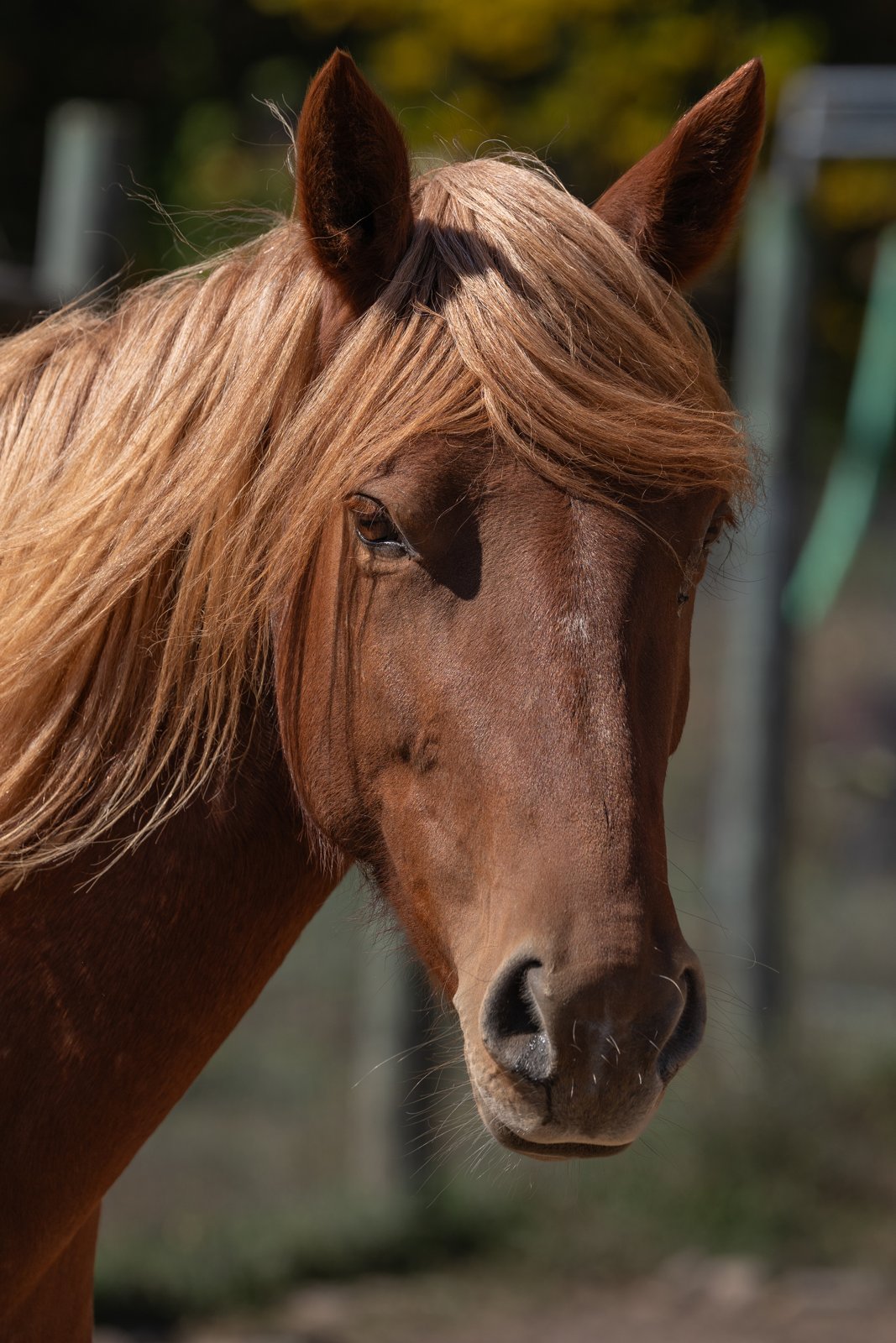 Honey Mustang Rescue