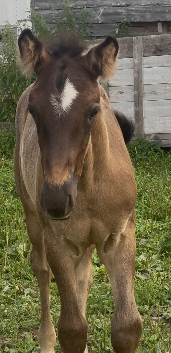 Photo of surprise colt Huckleberry Finn at Mustang Valley Sanctuary