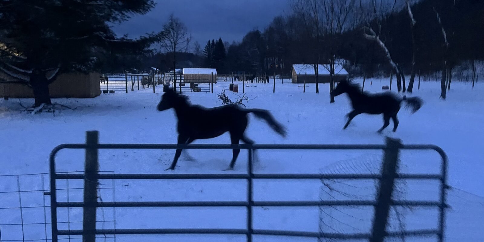 2 horses