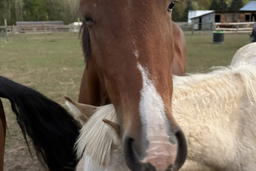 Rosie