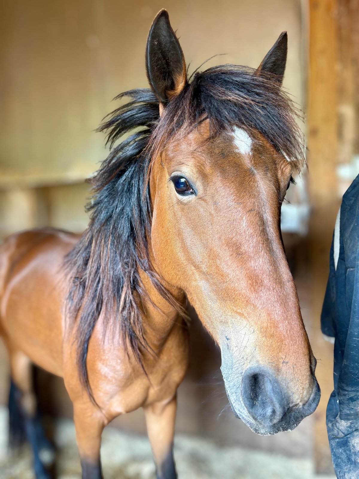 Photo of wild mustang Summer
