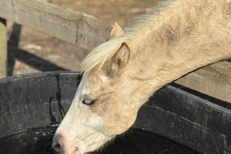 Simba, a mustang foal