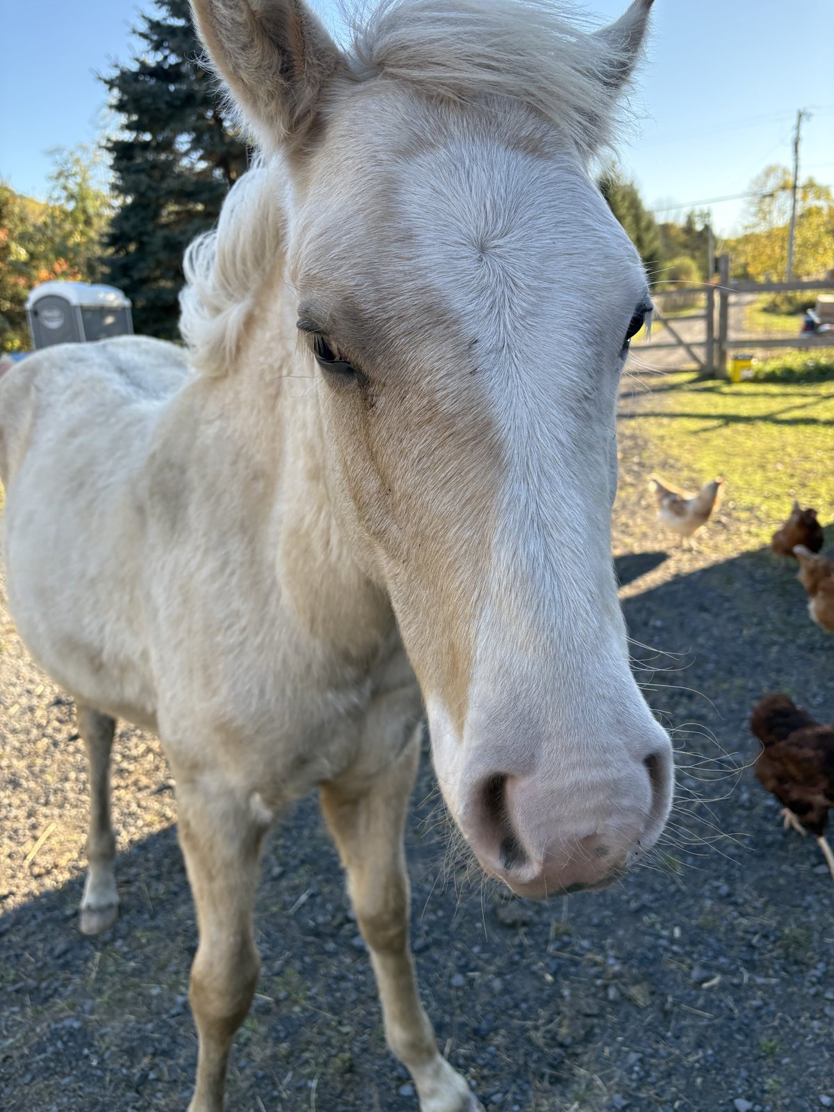 Baby Mustang Rescue Simba Photo