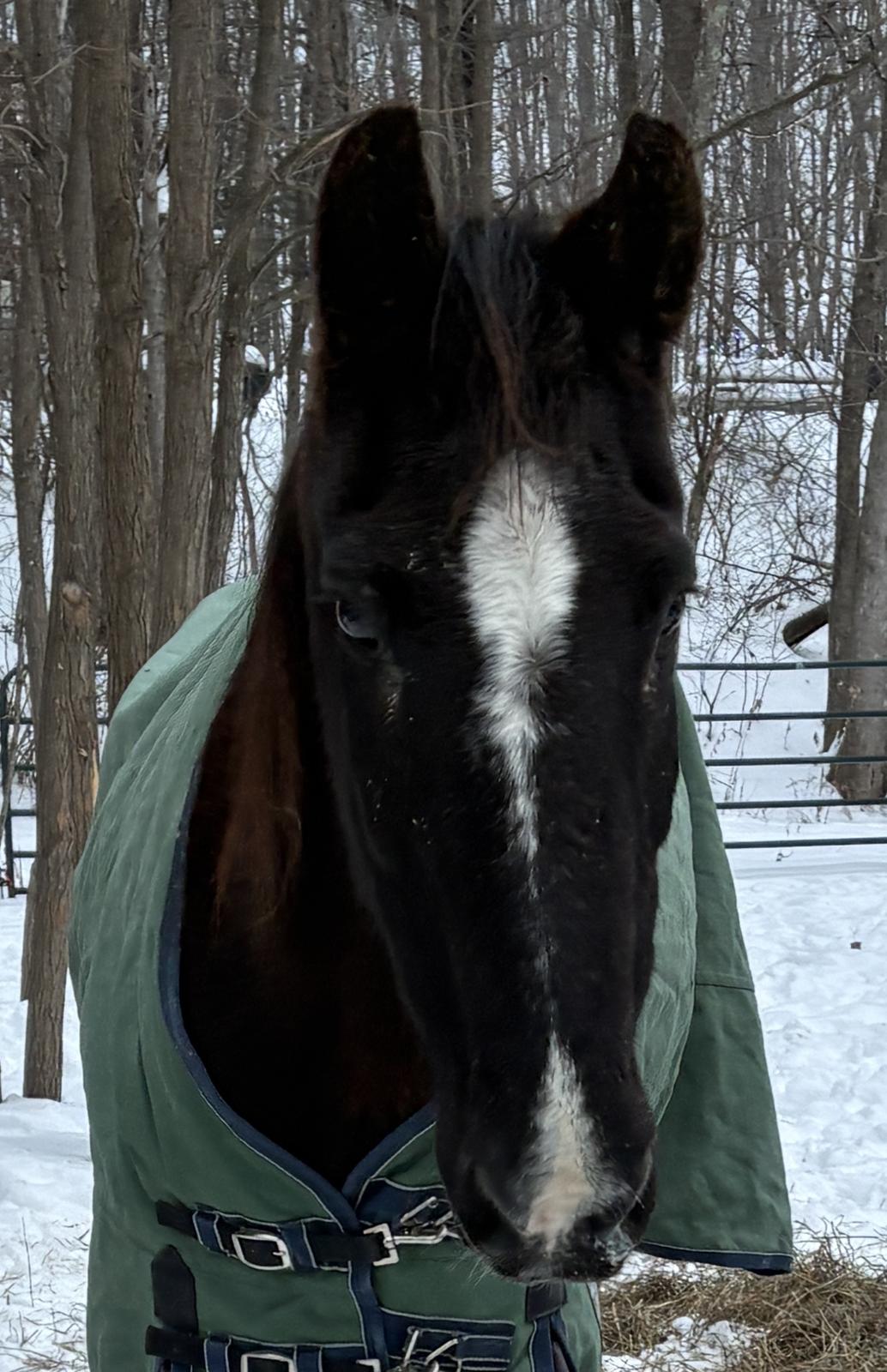 Fergus Mustang Rescue Photo