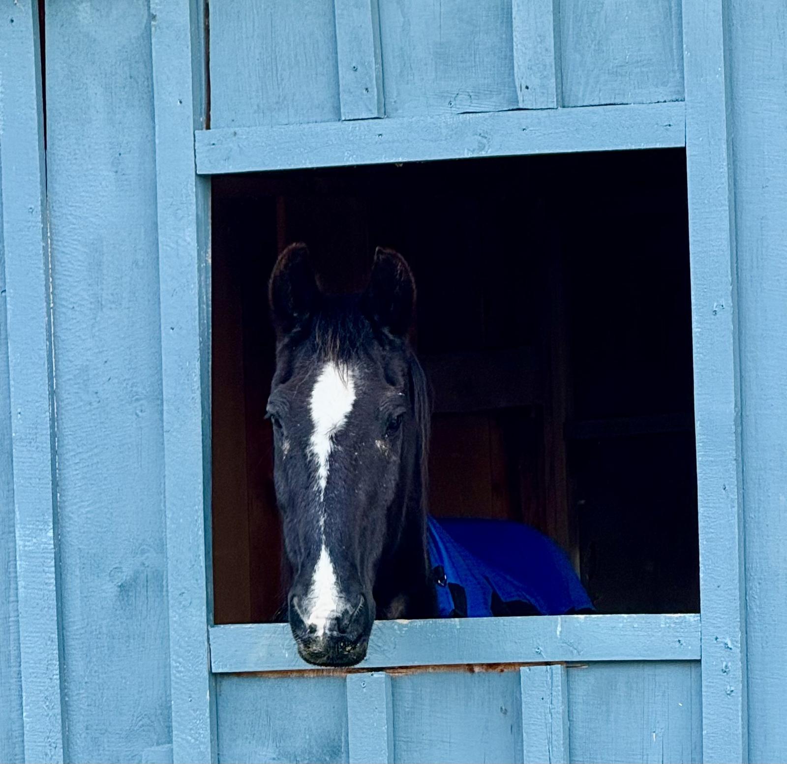 Fergus Mustang Rescue Photo