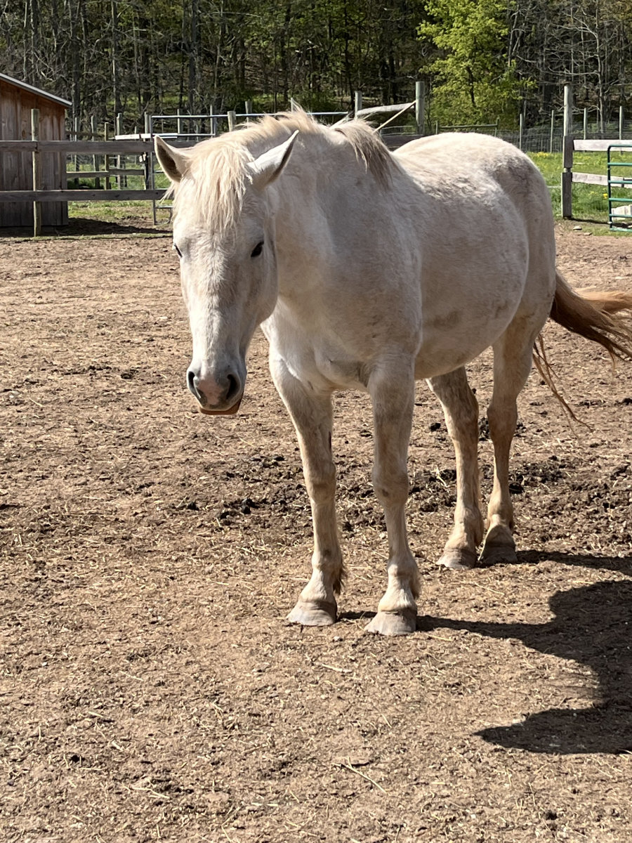 Wild Mustang Fiona at Mustang Valley Sanctuary