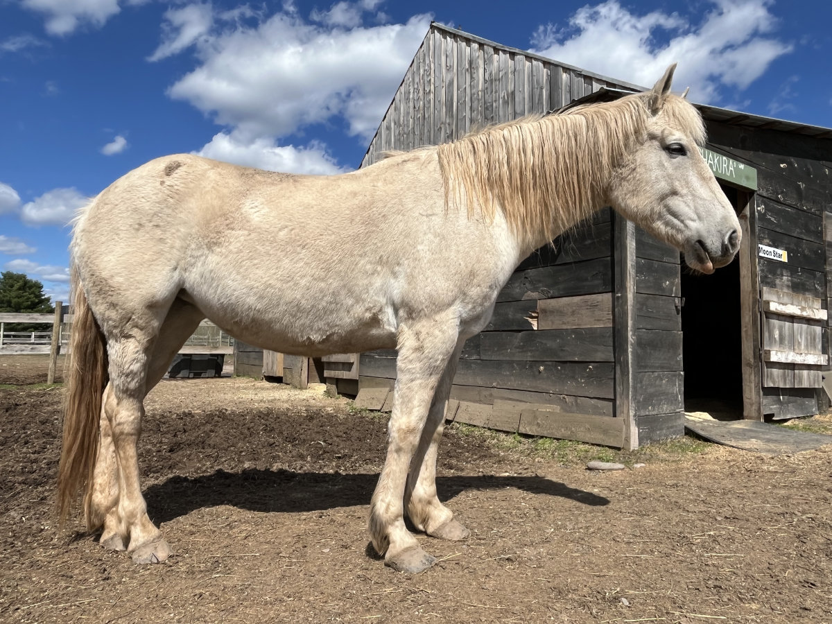 Fiona at Mustang Valley Mustang Rescue