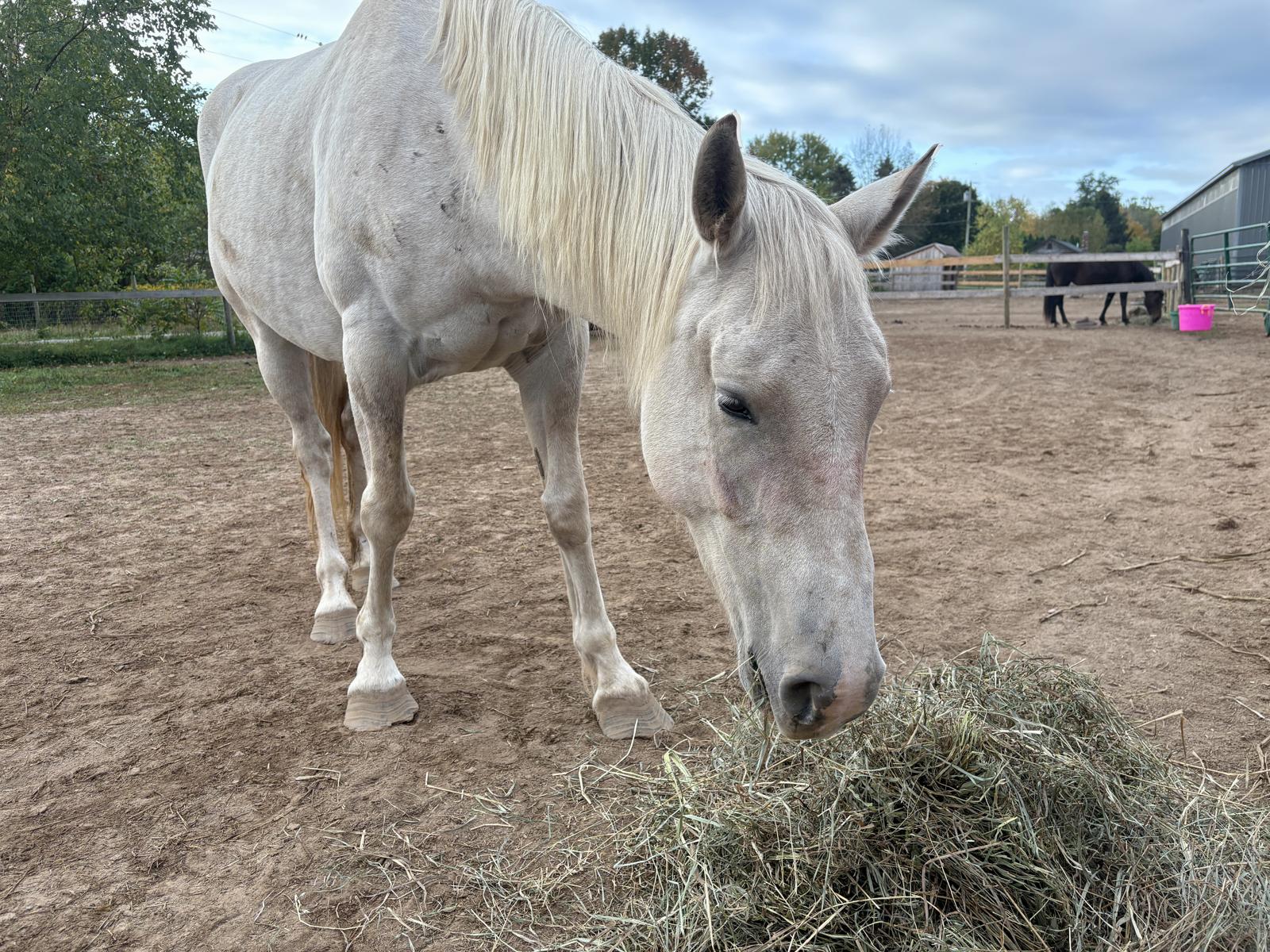 Photo of fiona our sand basin mustang