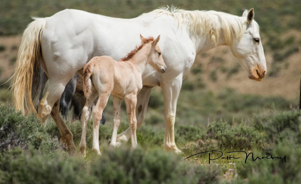 Mustang Fiona in the wild with her mother