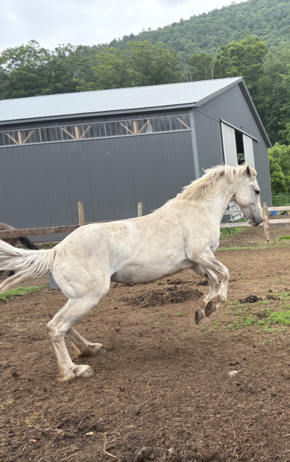 Fiona- a mustang being wild photo