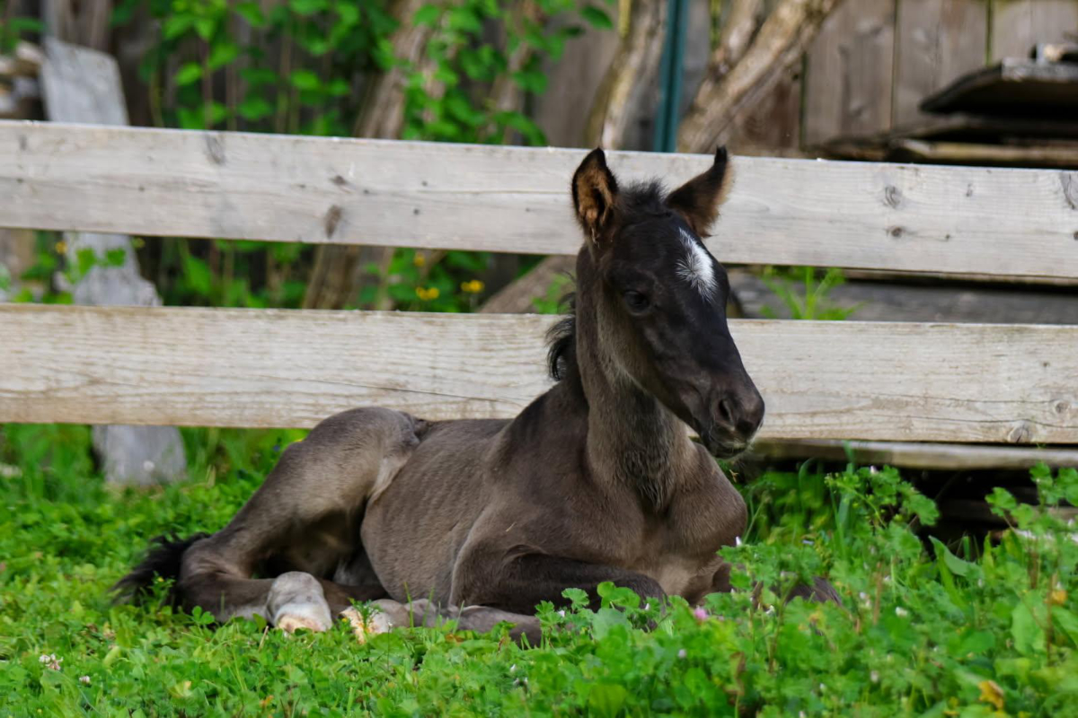 Photo of surprise colt Huckleberry Finn at Mustang Valley Sanctuary