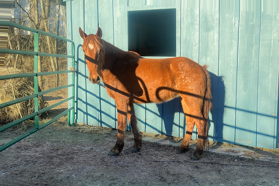Mia Amore