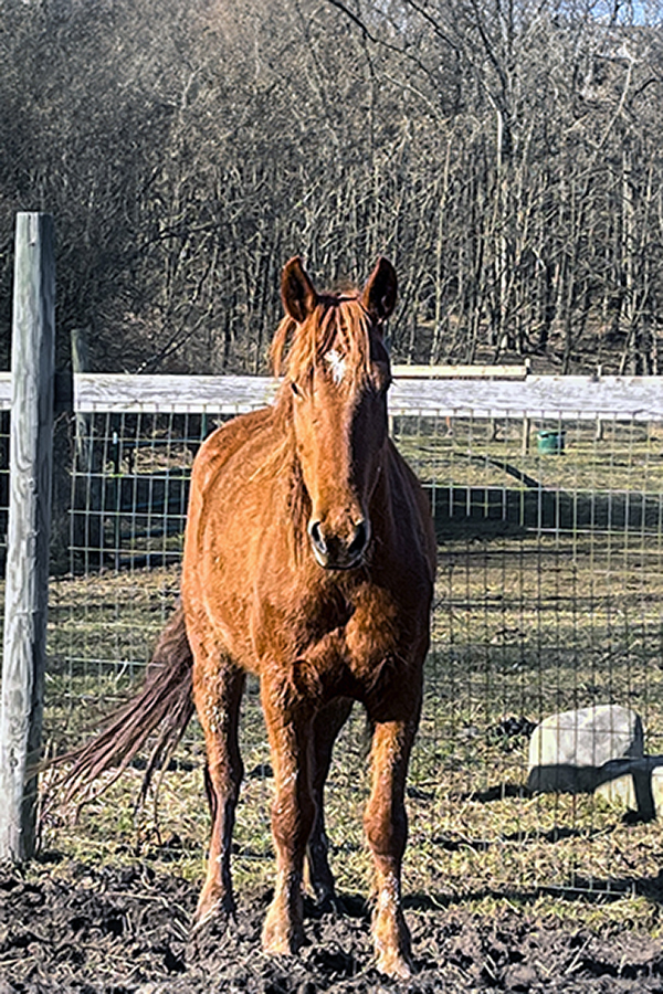 horse photo