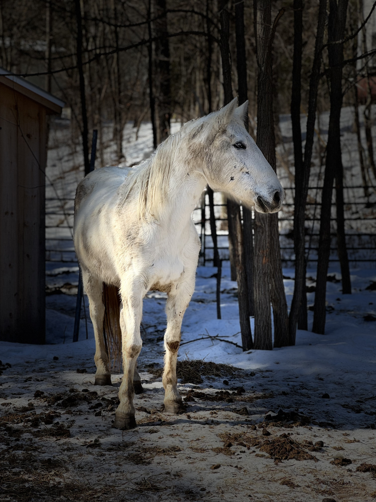 Violet Mustang Photo at Mustang Valley Sanctuary