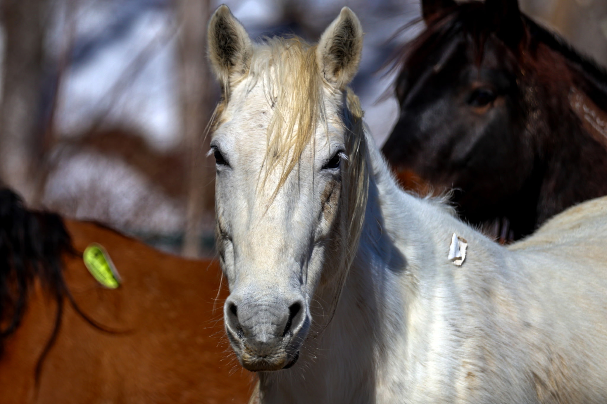 Violet Mustang Photo at Mustang Valley Sanctuary