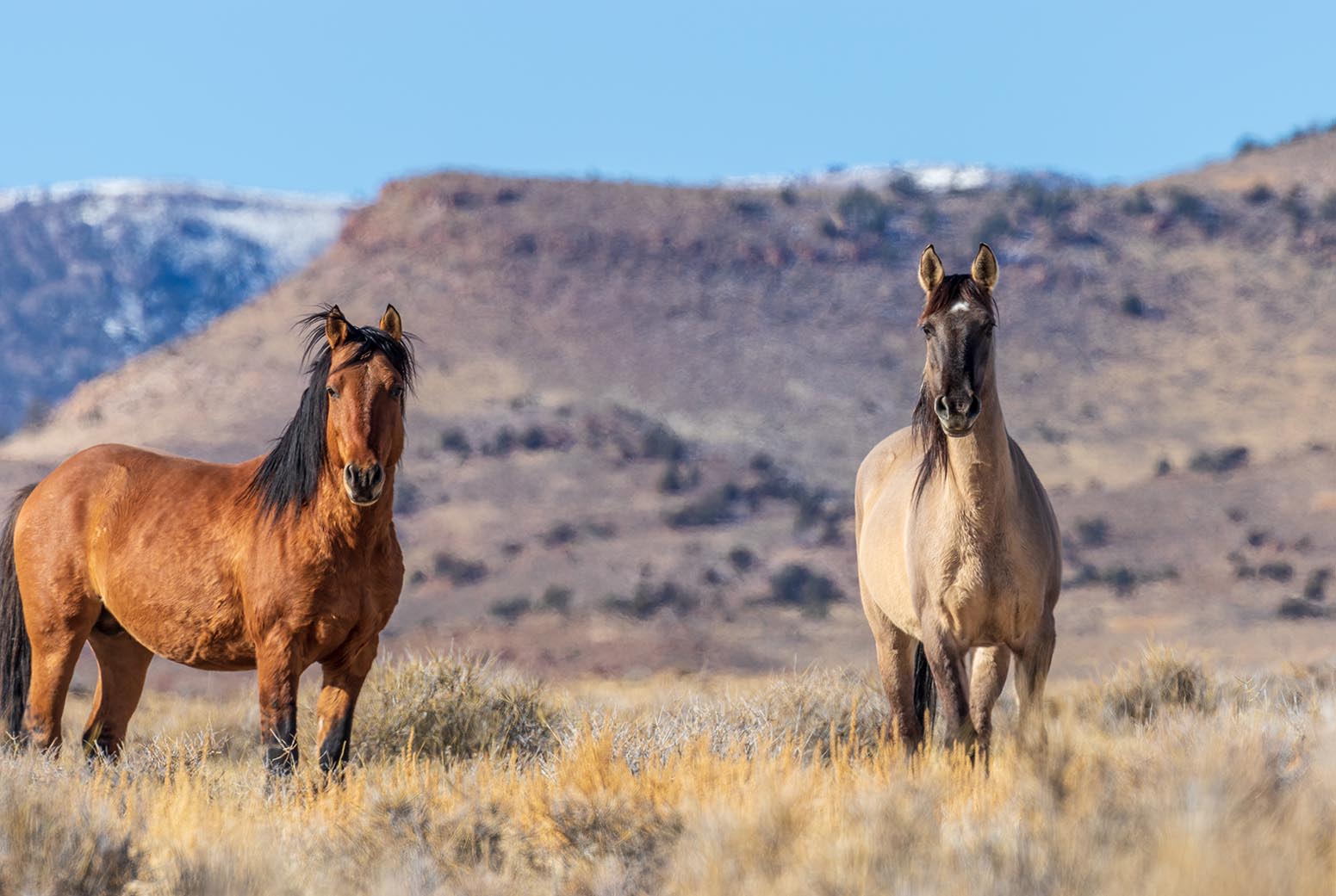 wild mustang photo
